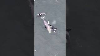 Orcas take down Whale A shot of a lifetime shorts viral [upl. by Ibby224]