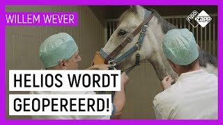 HOE WORDEN PAARDEN GEOPEREERD  Willem Wever  NPO Zapp [upl. by Lenra]