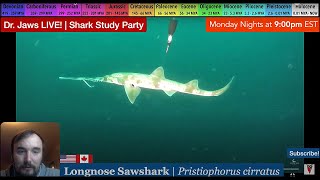 Dr Jaws LIVE 56 Longnose Sawshark Study Party [upl. by Fleur228]