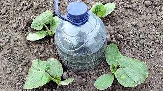 How to Make Drip Watering from a Bottle Everything Ingenious is Simple [upl. by Hgiel]