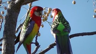 Rosellas Courting in Spring •▽• ❤♥ •▽• [upl. by Lalad648]