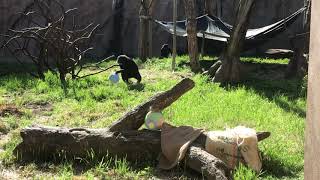 Enrichment Eggstravaganza at the Saint Louis Zoo [upl. by Laurita301]