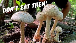 7 Common Poisonous Mushrooms You Should Know [upl. by Relluf]