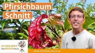 Pfirsichbaum nach Kräuselkrankheit schneiden  so hältst du deine Bäume gesund [upl. by Marianne642]