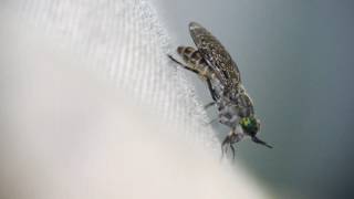 Horsefly slow motion [upl. by Notirb]