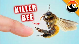 STUNG by a KILLER BEE [upl. by Ailb]