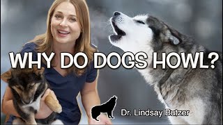 WHY DO DOGS HOWL  Veterinarian Explains [upl. by Ayalat]