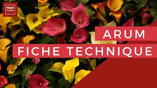 FICHE TECHNIQUE  ARUM  ZANTEDESCHIA AETHIOPICA [upl. by Lamee]