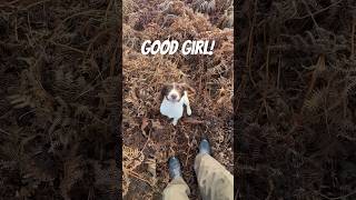 Springer Spaniel Puppy retrieving a tennis ball Gundog Training dog spaniel puppytraining [upl. by Annaiviv]