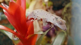 Beautiful Bioactive Crested Gecko Terrarium Build [upl. by Zosima]