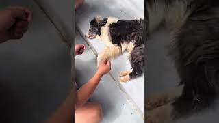 Saving abandoned dog left by former owner on the street❤️ [upl. by Bolen412]