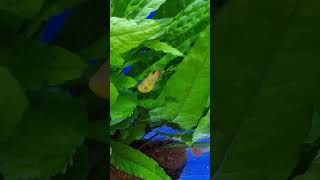 Beautiful planted tropical aquarium fish Platy fish fish aquariumfishfish fishtank viral [upl. by Ardnek831]