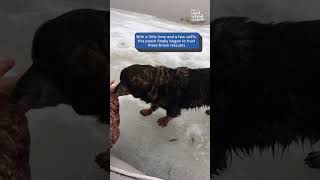 Scared Dog Rescued From Frozen River  Hero Of The Week 🐶🥰 [upl. by Corabelle]