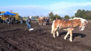 Ploegwedstrijd in Haaksbergen 2016 [upl. by Egiarc350]