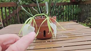 Brassavola nodosa  an orchid in bloom  September 2024 [upl. by Elspeth]