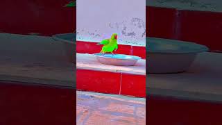 main tota main totaमैं तोता मैं तोताhindi kids song and nursery rhymes and balgee parrot cartoon [upl. by Kenay775]