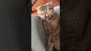 A yawning cat and some petting 😺 SUBSCRIBE goldencat cuteanimal cutekitty tabby lovelycat [upl. by Isis]