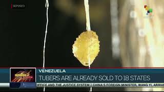 Venezuela on the Move Mucuchies and its potato lab [upl. by Baler]