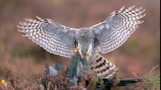 Sparrowhawk in flight [upl. by Josephina]