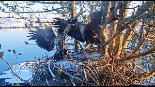 Smola Norway Eagle Cam  The Battle Of The Fish  Juvie Steals Barons Fish Juvies On Ground 2519 [upl. by Stern]