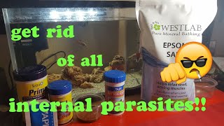 How to cure internal parasites fish [upl. by Alyn397]