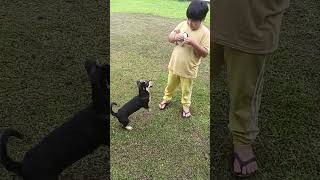 Anjing kecil q [upl. by Lightfoot]