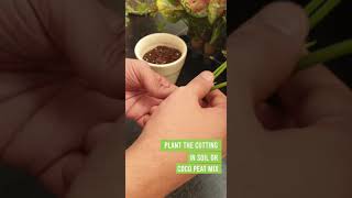 Aglaonema Propagation [upl. by Namdor]