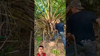 Harvesting oil palm trees sonasmr [upl. by Jumbala]