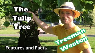 TulipTree Identification Liriodendron tulipifera Features and Facts [upl. by Sutit]