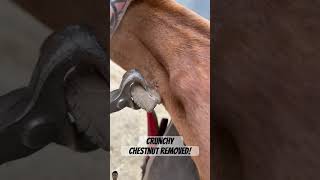 Crunchy Chestnut Removed 🐎 horse farrier aquestrian shorts toppicktracker [upl. by Kale112]