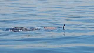 8 21 2024 Scallop Adventures Scalloping Crystal River Florida [upl. by Eilrak]