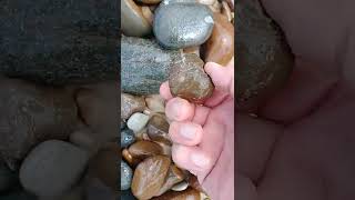 Lightning Stones Galore Septarians found at Pier Cove Fennville Michigan [upl. by Aticilef304]