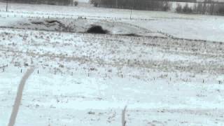 338 Lapua vs 930 yard coyote head [upl. by Hagood]