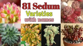 81 Sedum Plant Varieties with Names  sedum Plant types  Plant and Planting [upl. by Fronniah]