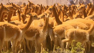 Vicuña – The Golden Fleece [upl. by Lowenstern771]