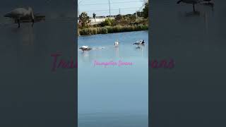 Serenade in Water shortsvideo [upl. by Trah]