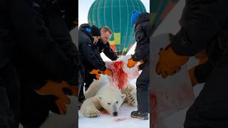 Hot Air Balloon saves Polar Bear from death [upl. by Retep]