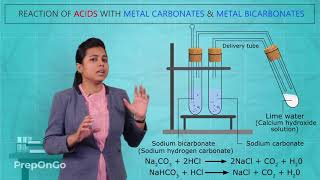 Acids Bases and Salts  4 Reaction of Acids with Metal Carbonates and Metal Bicarbonates Class 10 [upl. by Aveer]