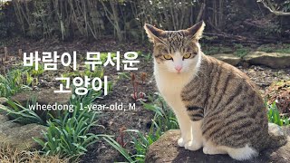 바람이 무서운 고양이 a windscarred cat [upl. by Frechette]