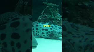 Mariana Trench का सबसे बड़ा मिथक  shortsvideo shorts mariantrench [upl. by Rutra259]