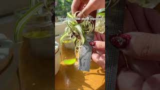 3 quick tips to make your water propagation a success succulent propagation succulents [upl. by Auqinihs]