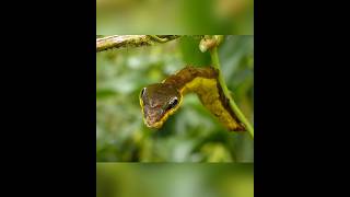 This insect acts like a king cobra snake shortvideos facts amazingfacts [upl. by Vernen]