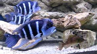 Cyphotilapia gibberosa blue Zaire Moba [upl. by Ardnekan58]