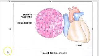 Anatomy 402 Cardiac Muscle Microscopy InterCalated Disc Branching MCQ Solved Question Paper [upl. by Nakah632]