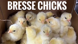 American Bresse feed trial chicks [upl. by Skutchan102]