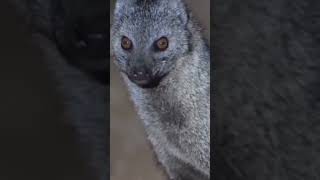 mongoose Banded mongoose Small asian mongoose Whitetailed mongoose [upl. by Cate15]