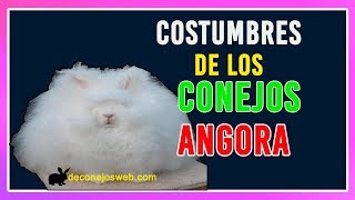 quotCaracterísticas del Conejo Angora Hábitat y Alimentosquot [upl. by Fernas]