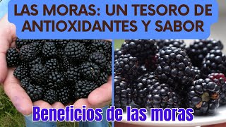 Las Moras Un Tesoro de Antioxidantes y Sabor [upl. by Perzan]