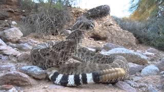 Western Diamondback Rattlesnake Strikes Camera [upl. by Keheley]