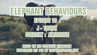 JSHAPED ELEPHANT TRUNKS JTRUNK ELEPHANT BEHAVIOUR  EPISODE 10 [upl. by Atiram88]